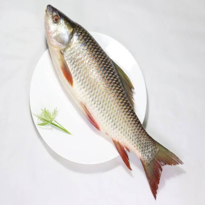 রুই মাছ